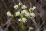 Baldwin's milkwort